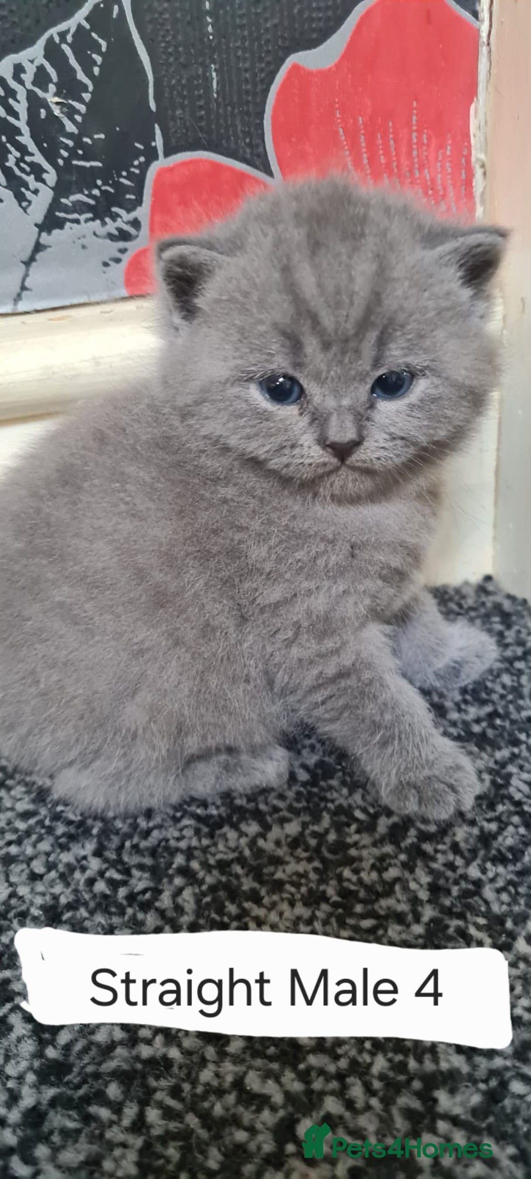 Scottish Fold cats for sale: Scottish Fold/British Shorthair Kittens  - Advert 5