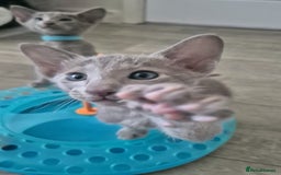 Oriental cats for sale: Oriental and Siamese Gccf registered kittens. - Image 32