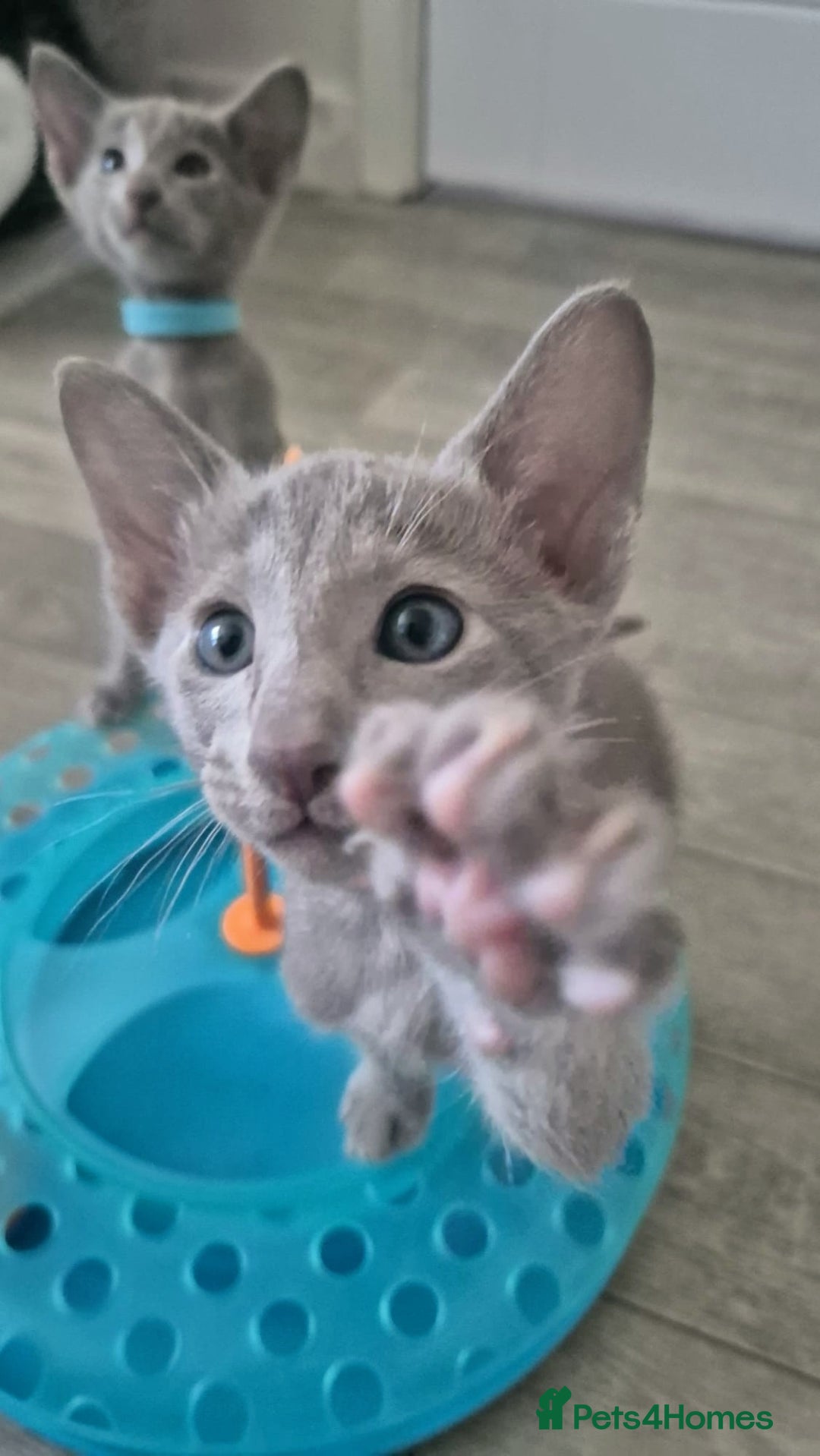 Oriental cats for sale: Oriental and Siamese Gccf registered kittens. - Image 32