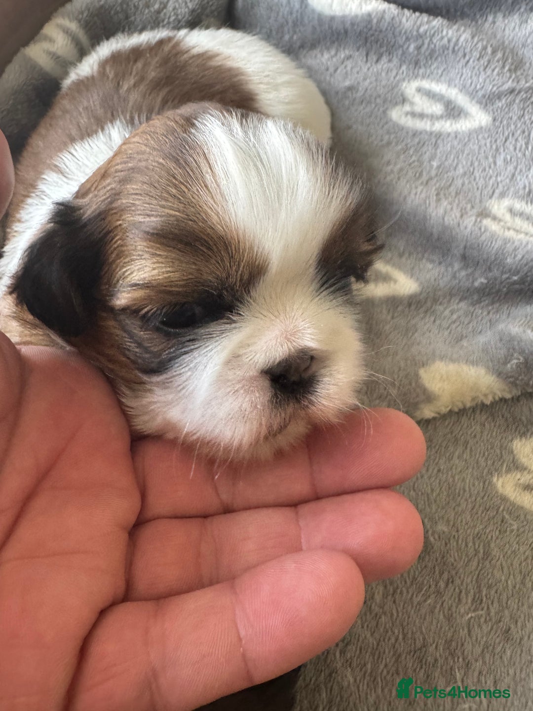 Shih Tzu dogs for sale: Beautiful Shih Tzu Pups - Image 15