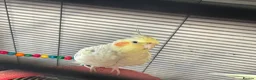 Cockatiels birds for sale: 2 female cockatiels in Gravesend - Advert 8