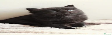 1st fluffy 