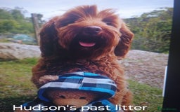 Australian Labradoodle dogs for sale: Miniature Australian labradoodle pups 100% Pure  - Image 17