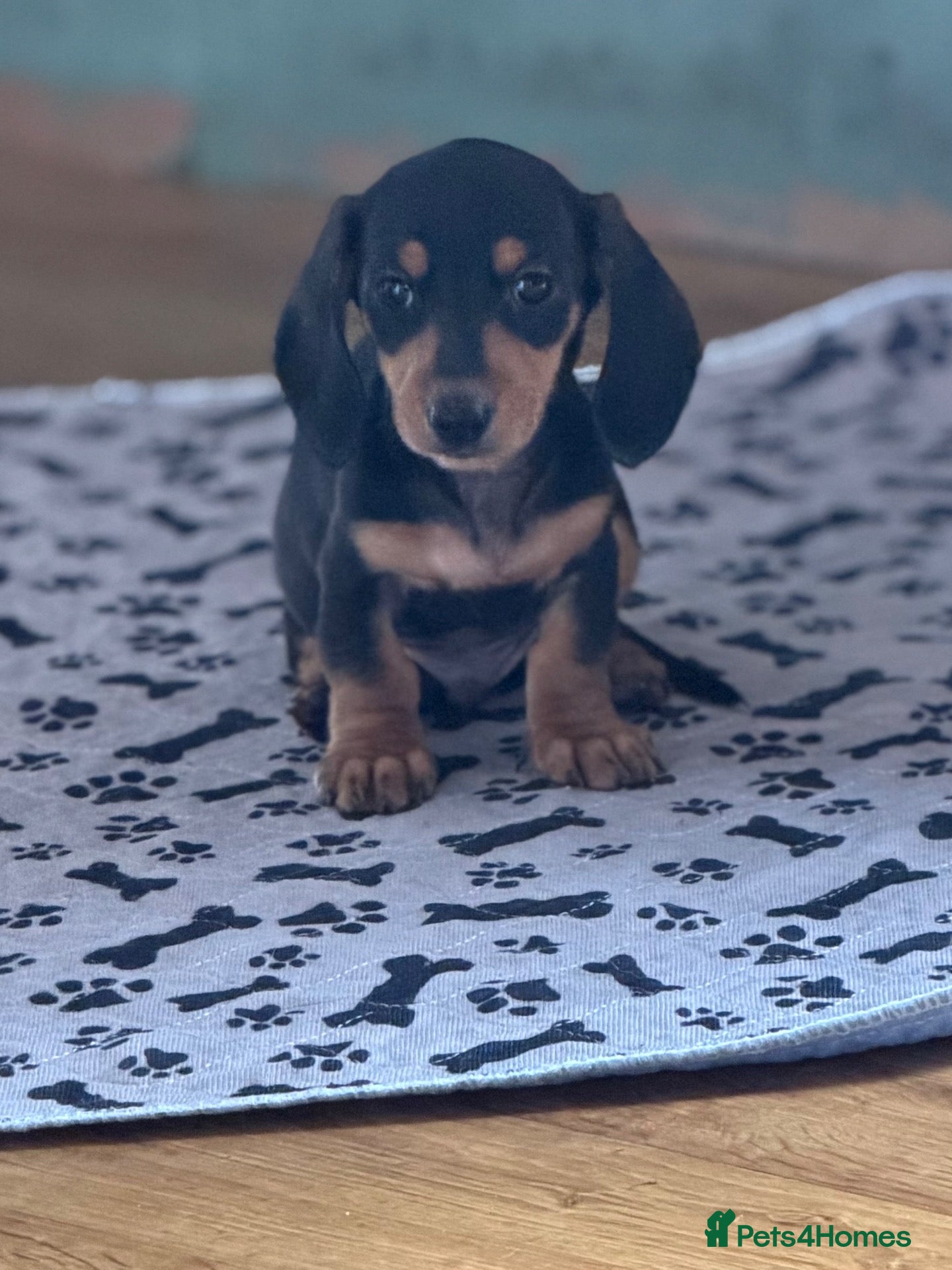Miniature Dachshund dogs Mini dachshund males  - Advert 12
