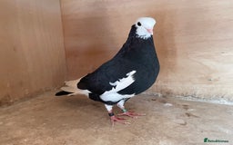 Pigeons birds for sale: Lovely Roller Pigeons For Sale  - Image 7