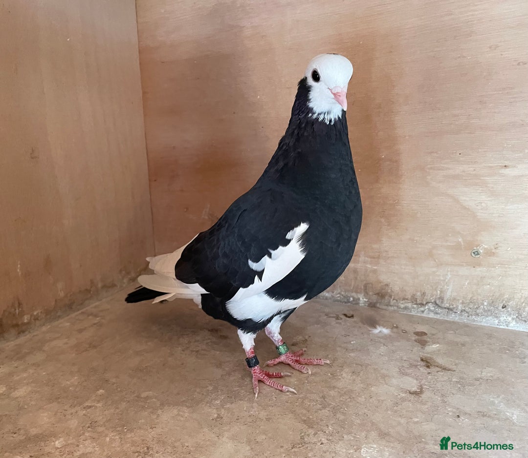 Pigeons birds for sale: Lovely Roller Pigeons For Sale  - Image 7