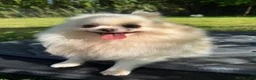 Pomeranian dogs for adoption: BRIDGET – White Pomeranian - Advert 4
