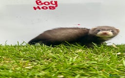 Ferret rodents for sale: 2 Hobs and a jill  - Advert 7