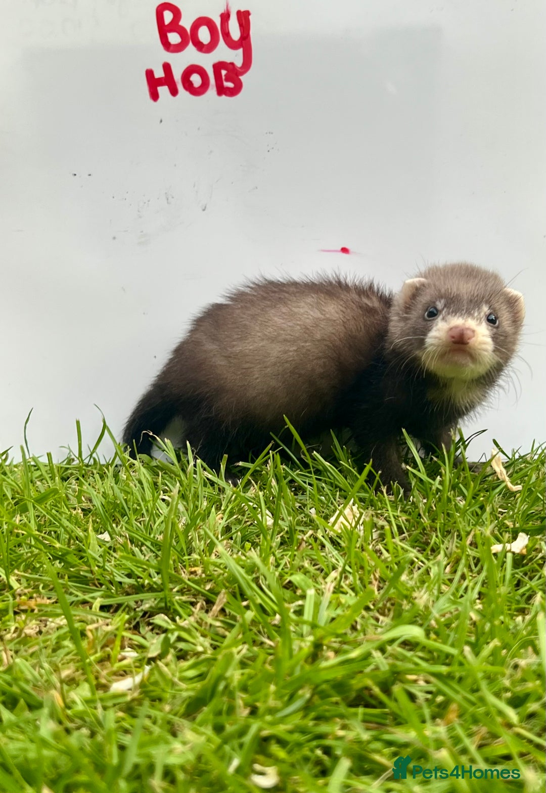Ferret rodents for sale: 2 Hobs and a jill  - Advert 7
