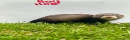 Ferret rodents for sale: Jill’s and hobs available  - Advert 7