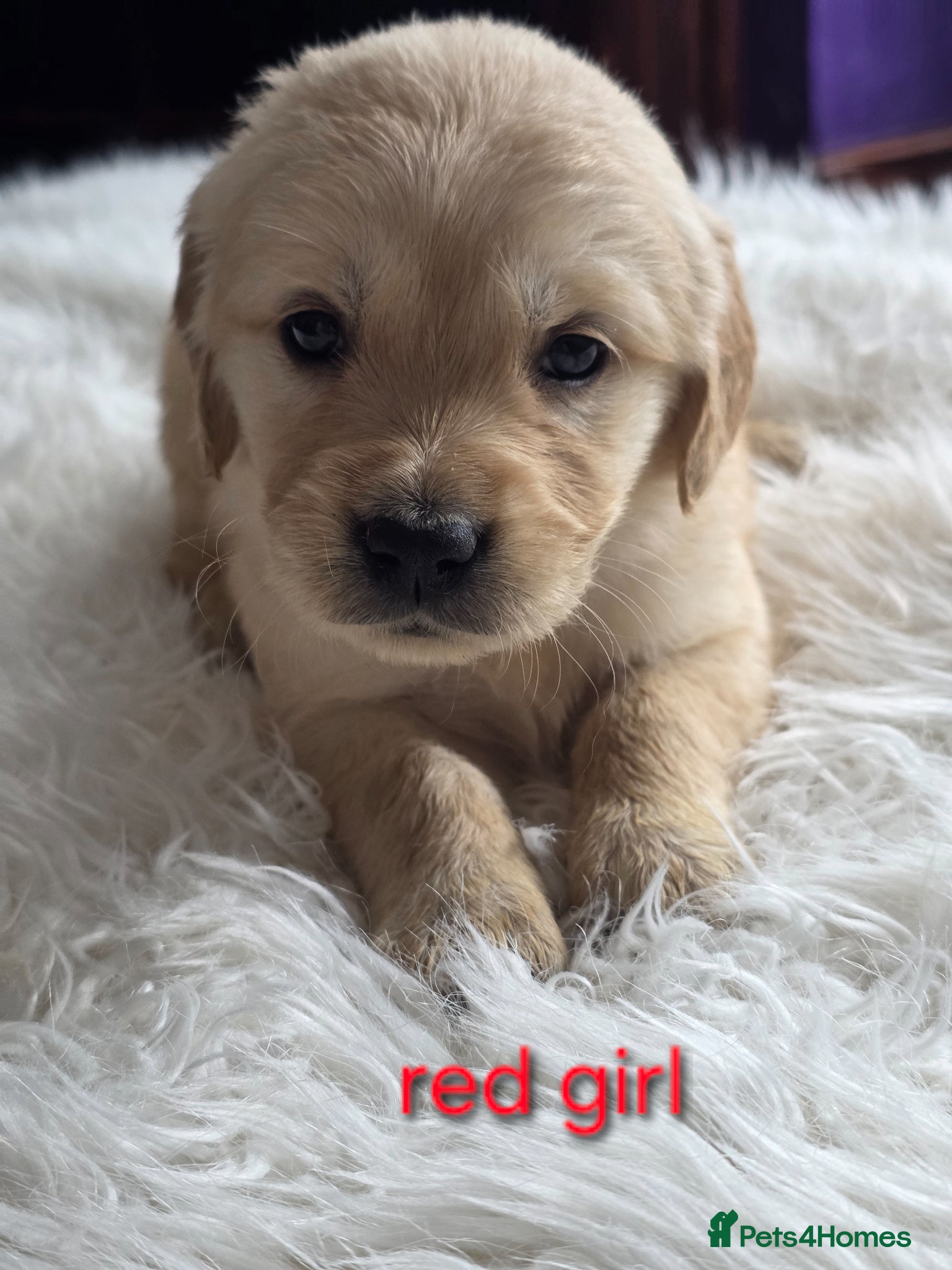 Golden Retriever dogs Golden Retriever Puppies - Advert 1