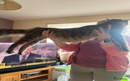 Maine Coon cats for sale: Maine Coon cross in Stoke-on-Trent - Image 12