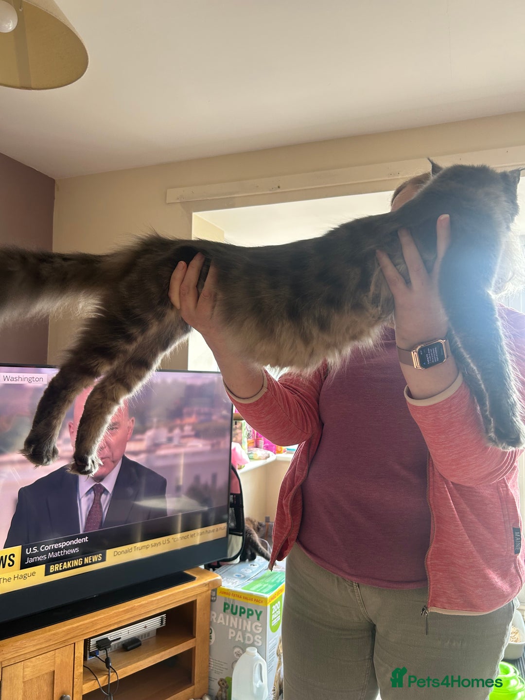 Maine Coon cats for sale: Maine Coon cross in Stoke-on-Trent - Image 12