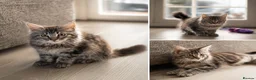 Maine Coon cats for sale: GCCF Maine Coone kittens, tested, vacc, vet check - Advert 9