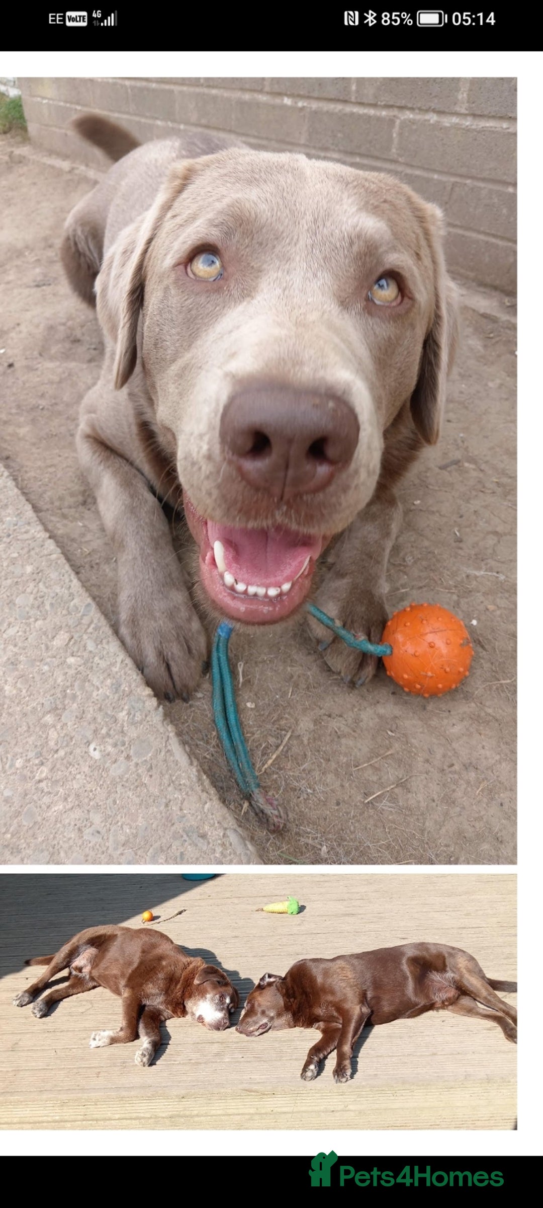 Labrador Retriever dogs for sale: Silver Labrador  - Advert 5