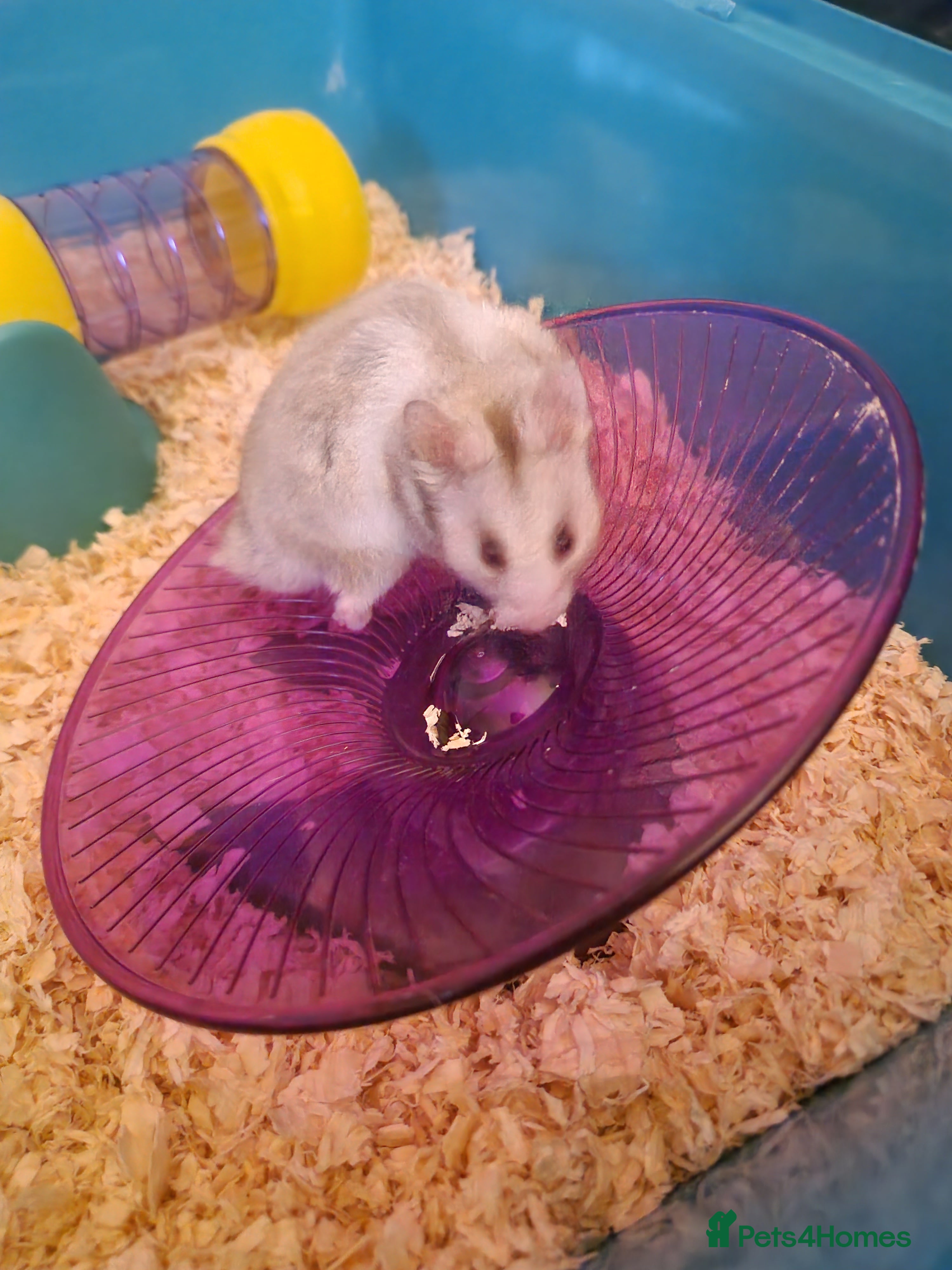 Hamster rodents Male hamster - Advert 7