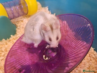 Hamster rodents Male hamster - Advert 1