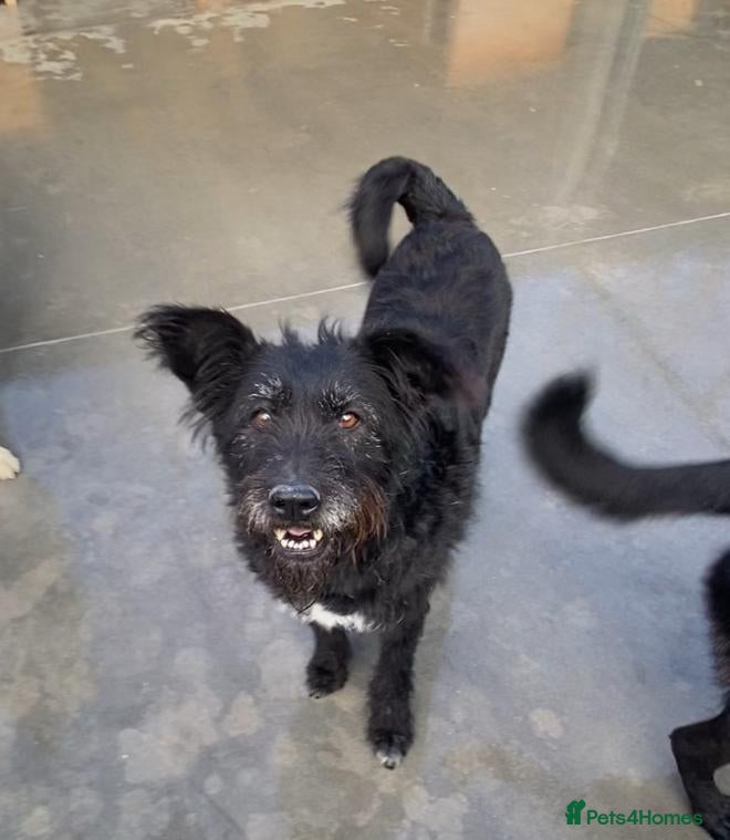 Mixed Breed dogs Mildred, 6 yrs old approx. Available for adoption. - Advert 2