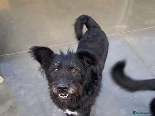 Mixed Breed dogs Mildred, 6 yrs old approx. Available for adoption. - Advert 2