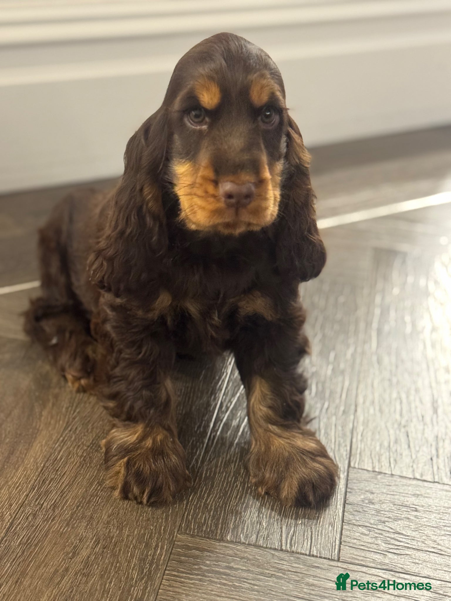 Cocker Spaniel dogs BEAURIUFL KC REG HEALTH TESTER COCKER SPANIELS  - Advert 2