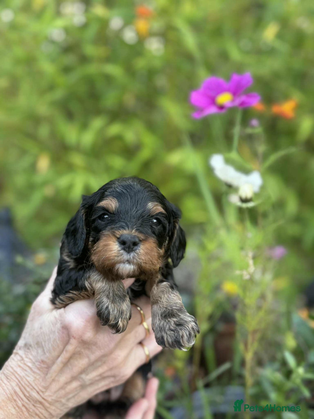 Cavapoo dogs for sale: Quality True mini Cavapoo Puppies in Eastleigh - Image 10