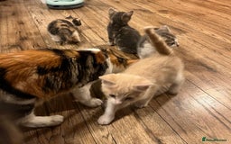 Maine Coon cats for sale: Fluffy crossed maine coon kittens for sale - Image 18