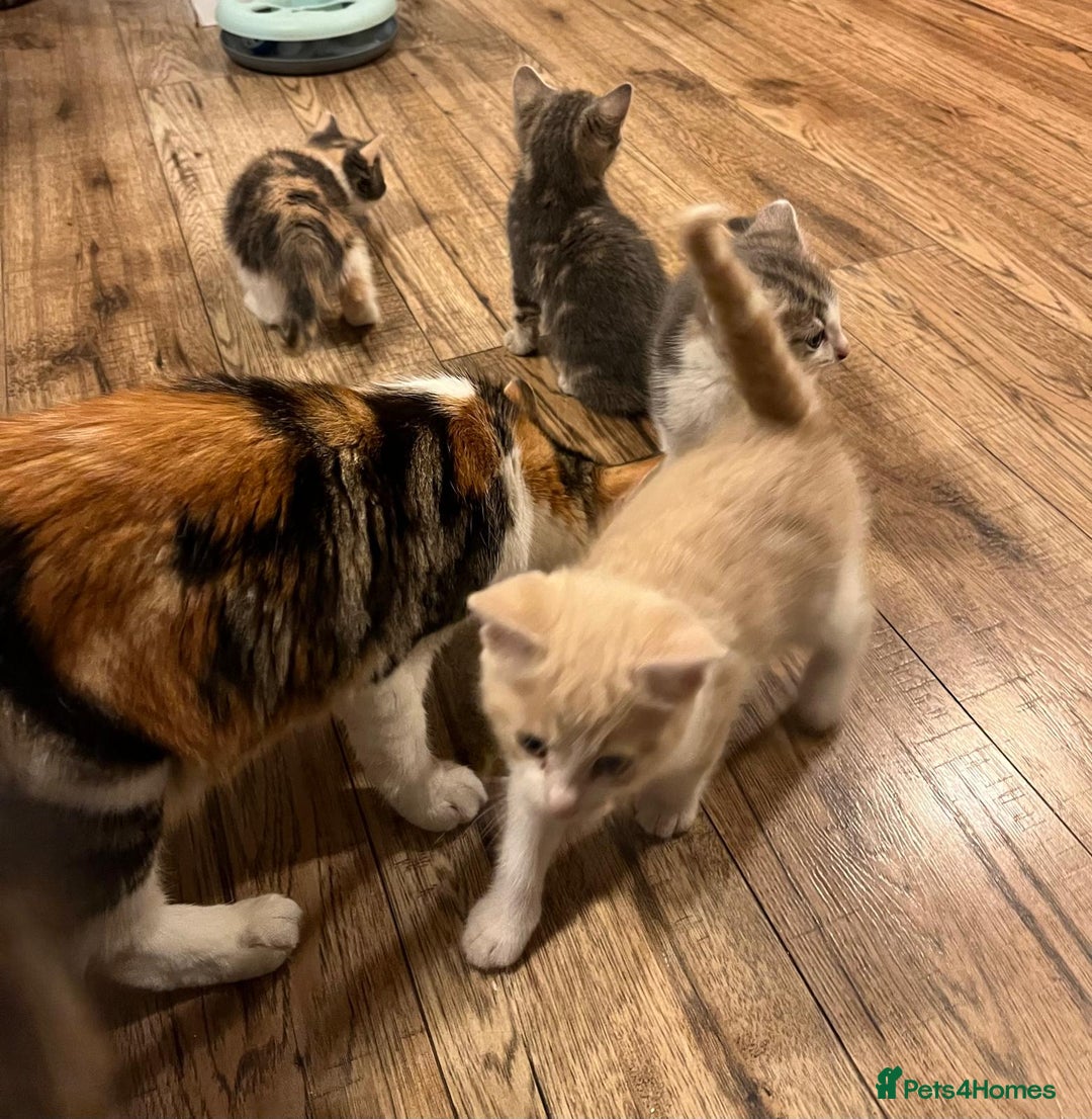 Maine Coon cats for sale: Fluffy crossed maine coon kittens for sale - Image 18