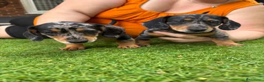 Miniature Dachshund 4