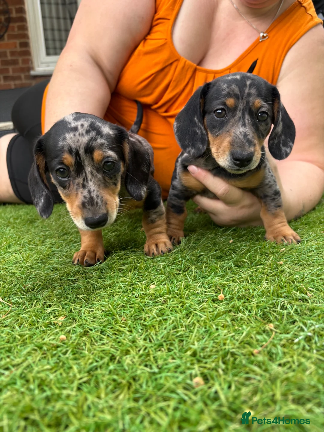 Miniature Dachshund dogs for sale: Miniature dachshund  - Advert 2