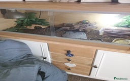 Leopard Gecko reptiles for sale: Leopard gecko  - Image 2