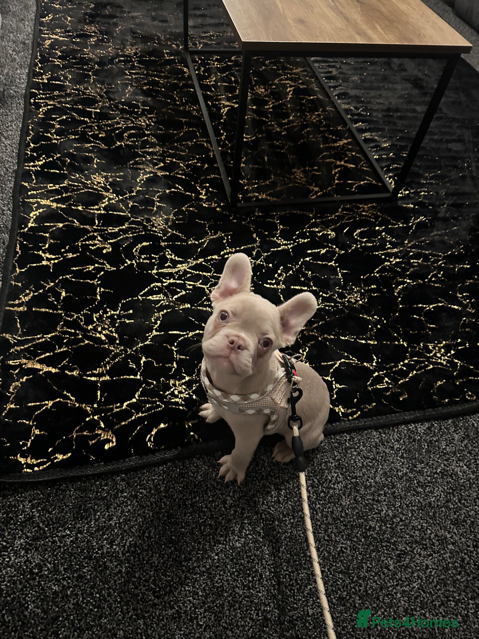 French Bulldog dogs KC Reg French Bulldog for sale - Advert 3