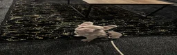 French Bulldog dogs for sale: KC Reg French Bulldog for sale in Saint Helens - Advert 5