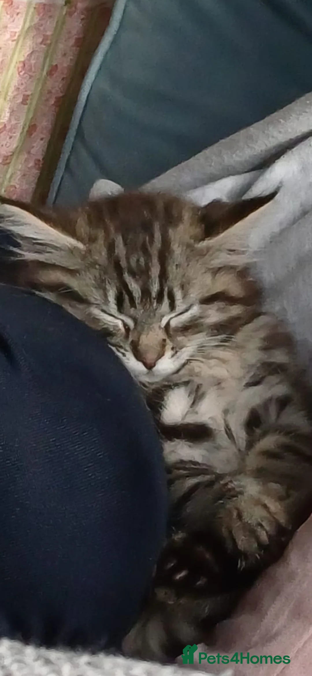 Mixed Breed cats for sale: Male Maine Coon x Norwegian Forest Kitten - Advert 8