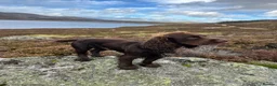 Cocker Spaniel dogs for stud: Cocker spaniel for Stud  in Dundee - Advert 6