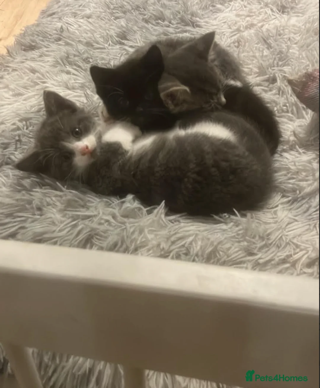 Bengal cats for sale: Beautiful Bengal x British Short Hair Kittens  - Advert 2