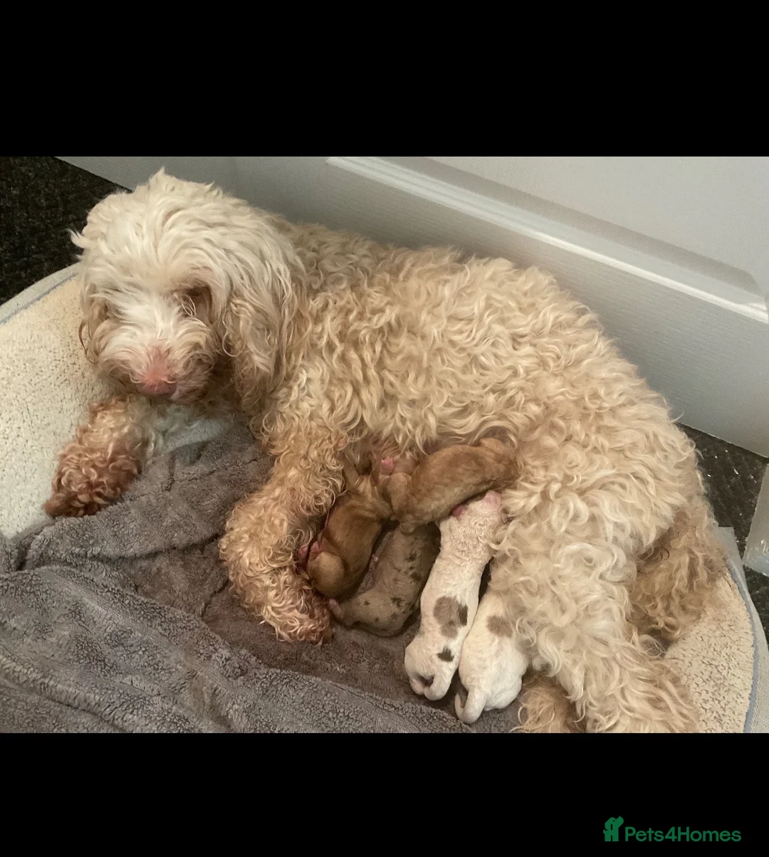 Cockapoo dogs for sale: Beautiful F2 cockapoo puppies  - Advert 2