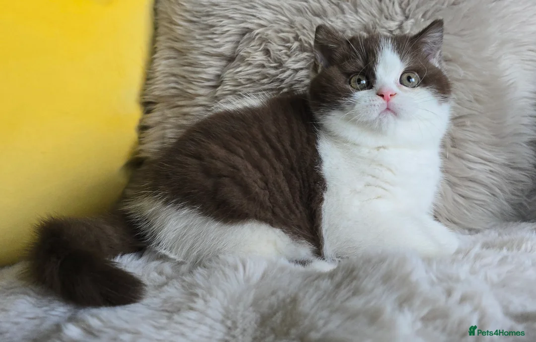 British Shorthair cats for sale: Stunning British Shorthair Kittens  - Advert 5