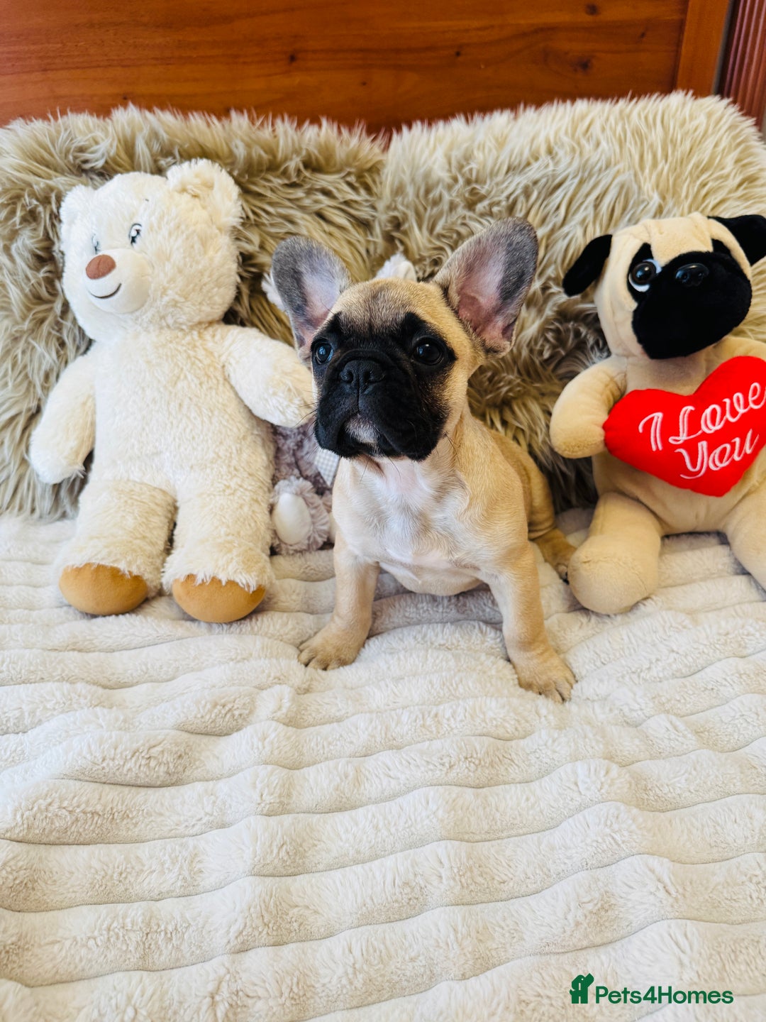 French Bulldog dogs for sale: 🏆KC registered, Standard French Bulldog Puppies🏆 - Image 17