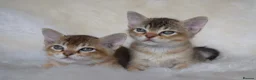 Burmese cats for sale: Burmese kittens - Advert 3