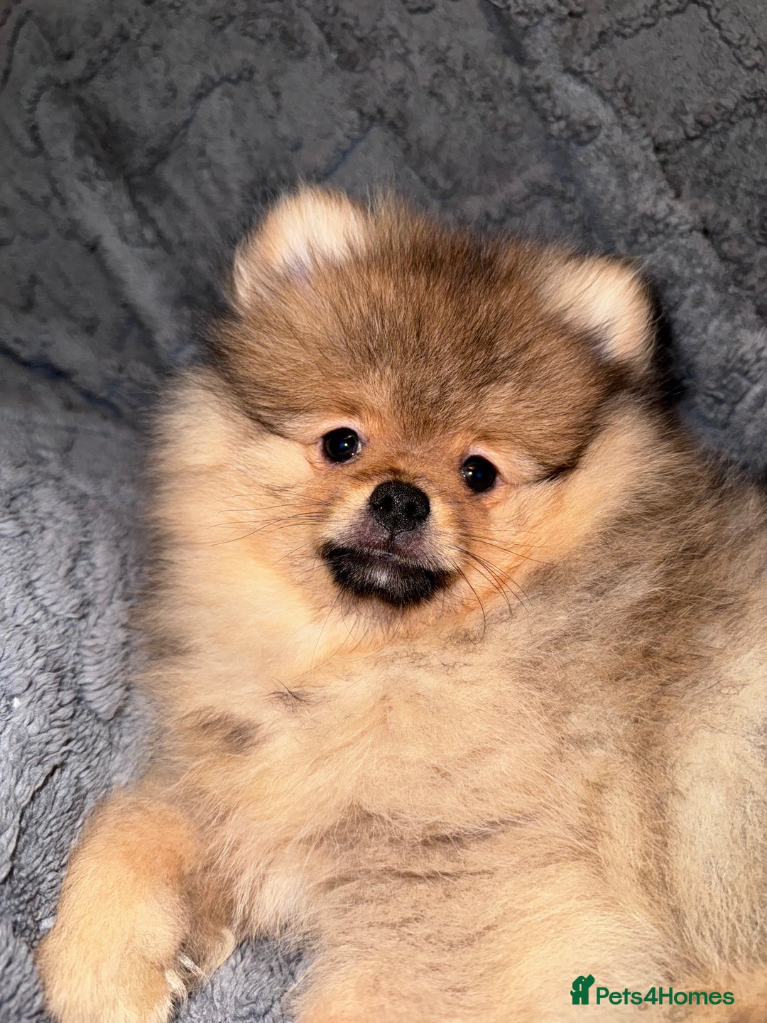 Pomeranian dogs for sale: 🏆 KC HEALTH TESTED POMERANIAN PUPPIES 🏆  - Image 34