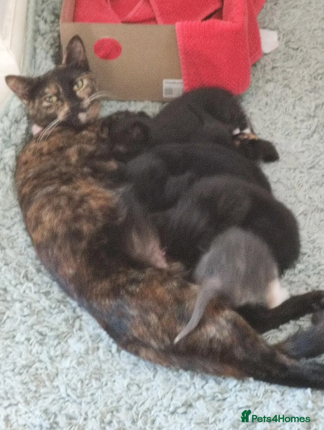 Mixed Breed cats for sale: Playful and Adorable Kittens for their new Homes!! in Hounslow - Advert 1