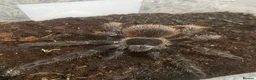 Tarantulas invertebrates for sale: Brazilian salmon pink Goliath tarantulas  - Advert 6