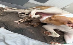 American Bull Staffy dogs for sale: American Bulldog - Image 3