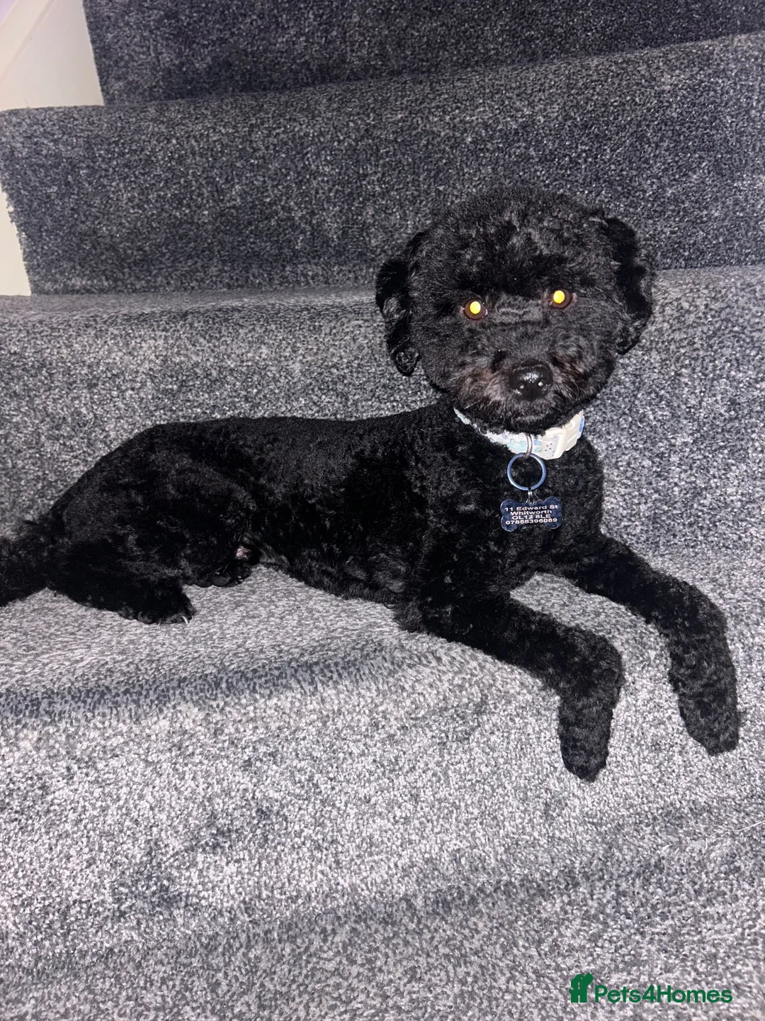 Cockapoo dogs for sale: 1 year old male mini cockapoo - Advert 2