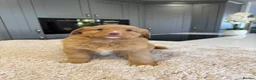 Nova Scotia Duck Tolling Retriever dogs for sale: Chunky adorable Nova Scotia puppies  - Advert 9
