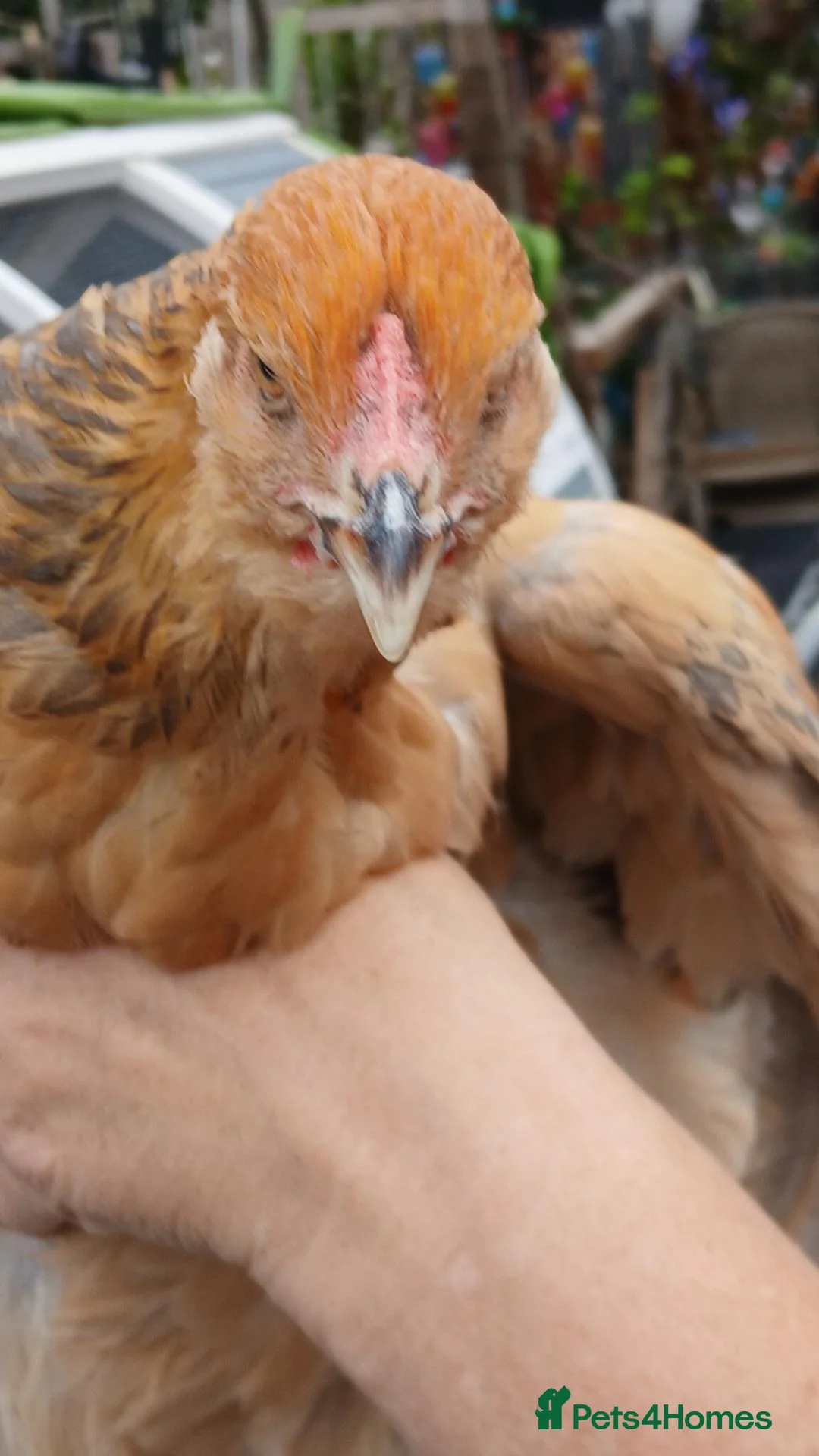 Chickens poultry for sale: Chickens & geese forsale  - Advert 2