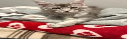 Maine Coon cats for sale: GCCF Female Blue Ticked Tabby Maine Coon Kitten - Advert 6