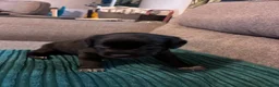Mixed Breed dogs for sale: One beautiful girl Sprollie puppy left in Burgess Hill - Advert 10