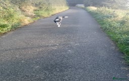 Border Collie dogs for sale: 3 1/2 year old collie bitch for sale - Image 4