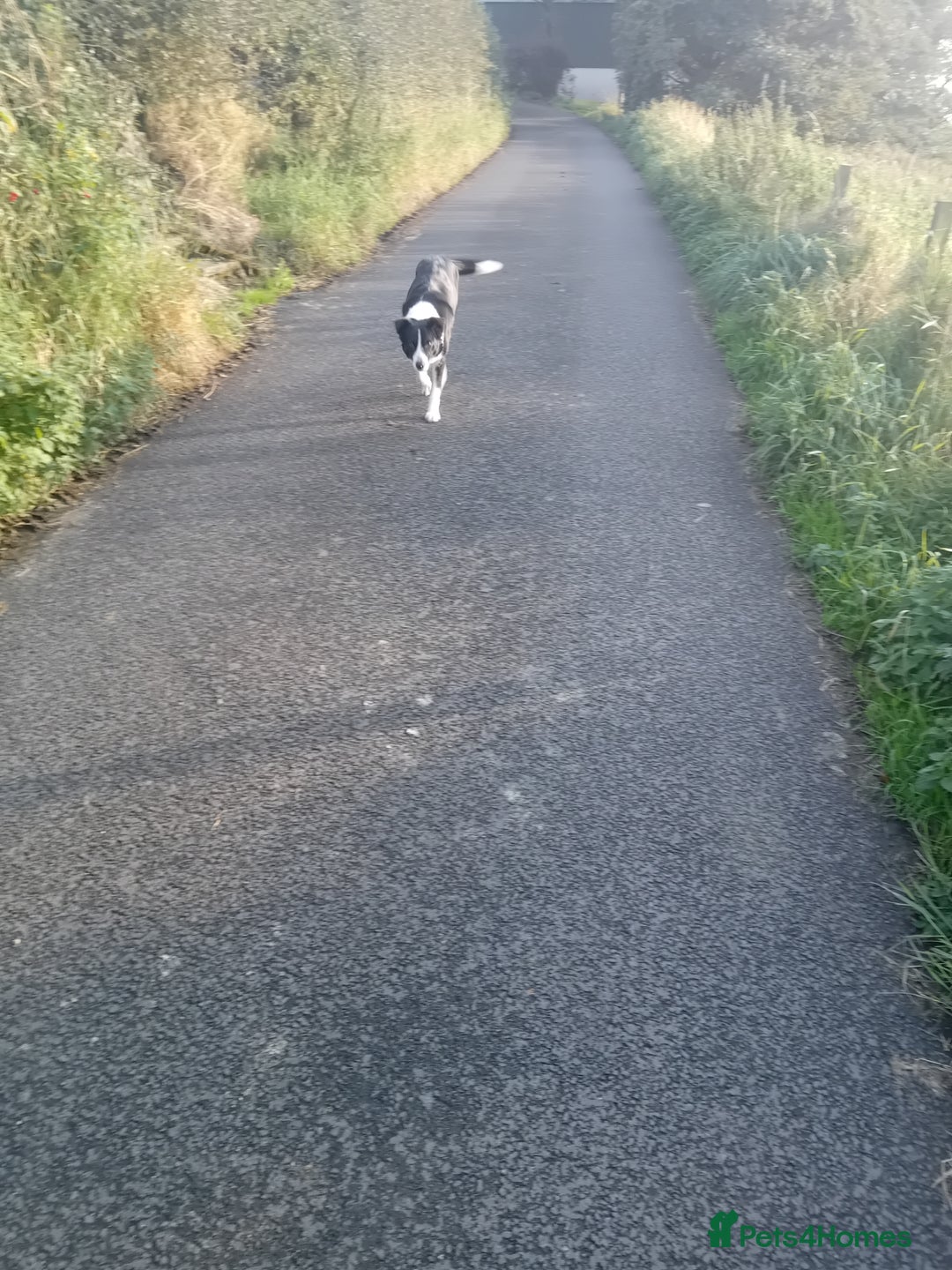 Border Collie dogs for sale: 3 1/2 year old collie bitch for sale - Image 4
